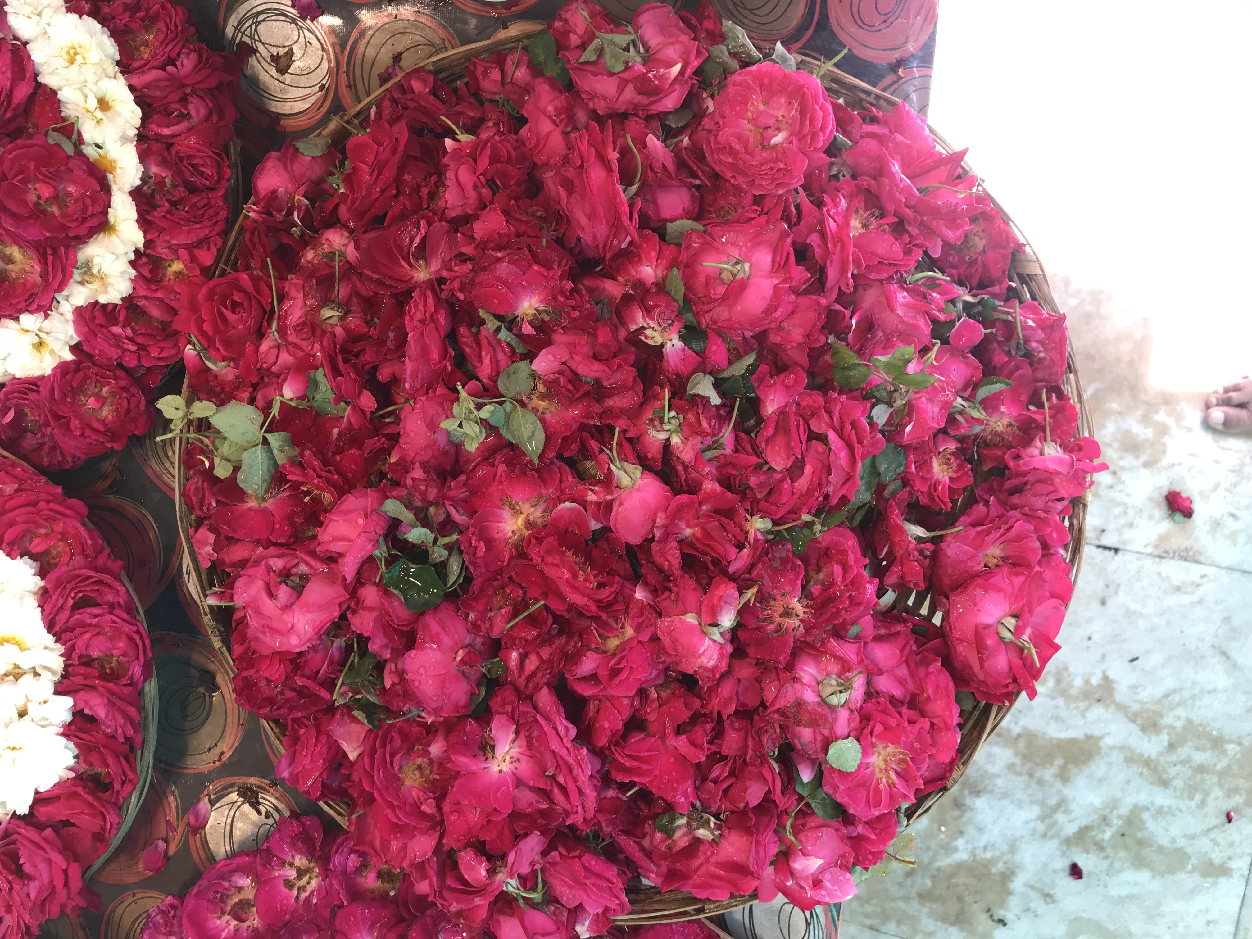 Rose Flowers with Tabaruk